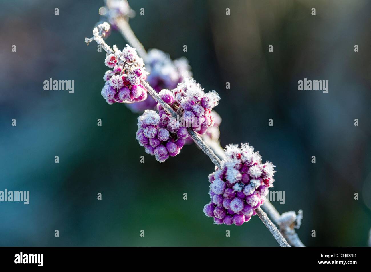 pianta da giardino con bacche rosa ricoperte di gelo bianco Foto Stock