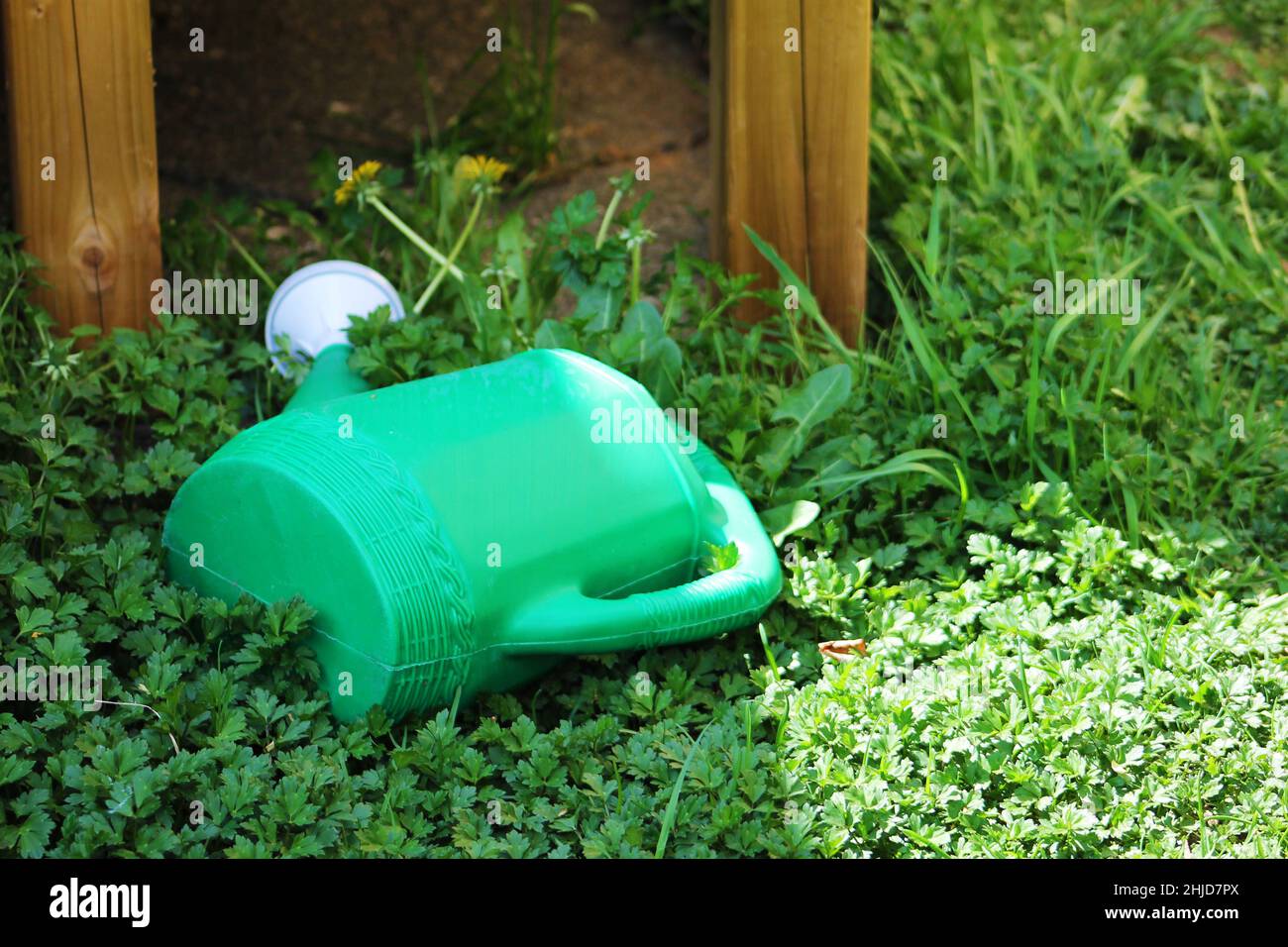 Il primo piano di un'annaffiatura in plastica può poggiare sul suo lato nell'erba. Foto Stock