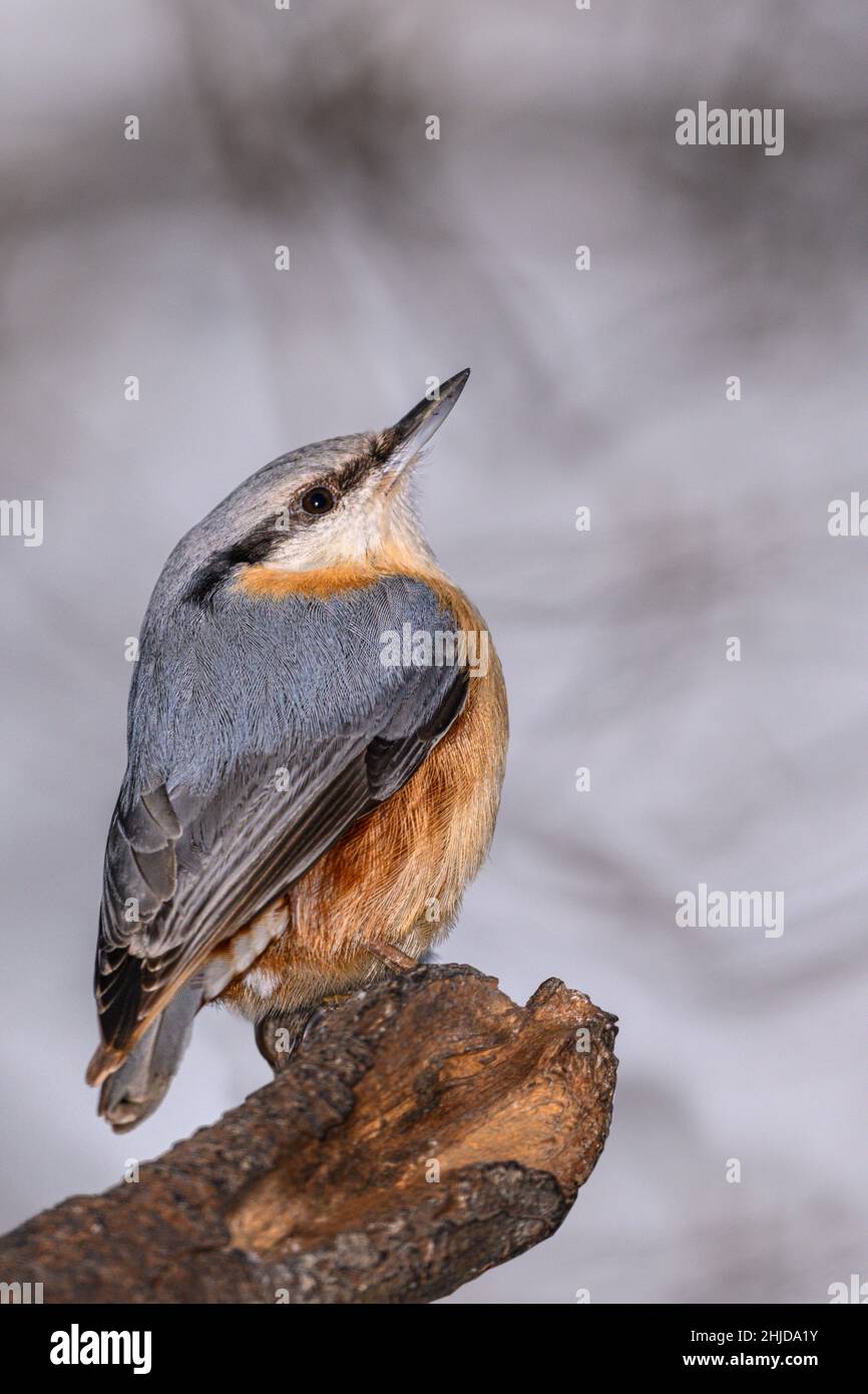 Il nuthatch eurasiatico o il nuthatch di legno (Sitta europaea) È un piccolo uccello passerino trovato in tutto il Paleartico e. In Europa Foto Stock