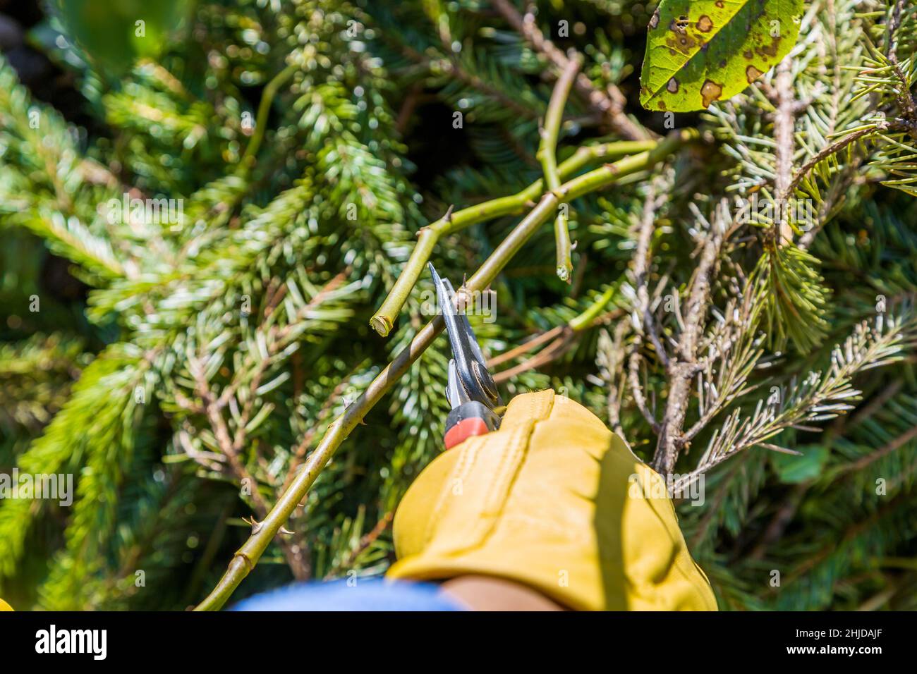 Potatura cespugli di rosa in autunno. La potatrice nelle mani del giardiniere. Foto Stock