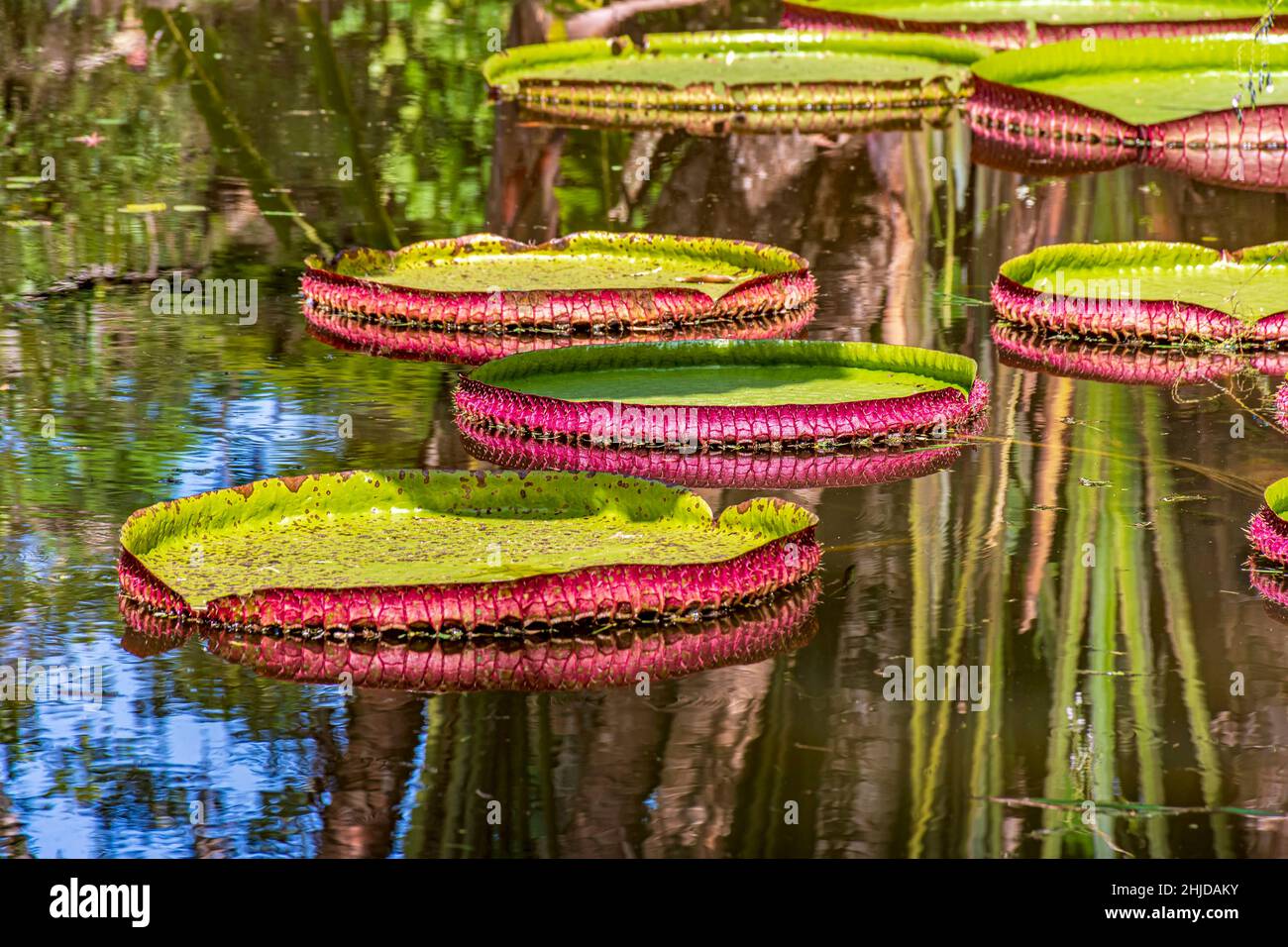 Giglio d'acqua tipico dell'Amazzonia con la sua caratteristica forma circolare che galleggia sulle acque calme di un lago Foto Stock