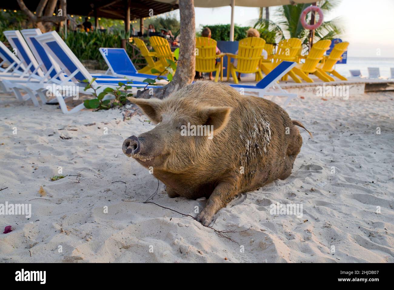 Maiale selvatico a Playa Porto Marie, Curao Foto Stock