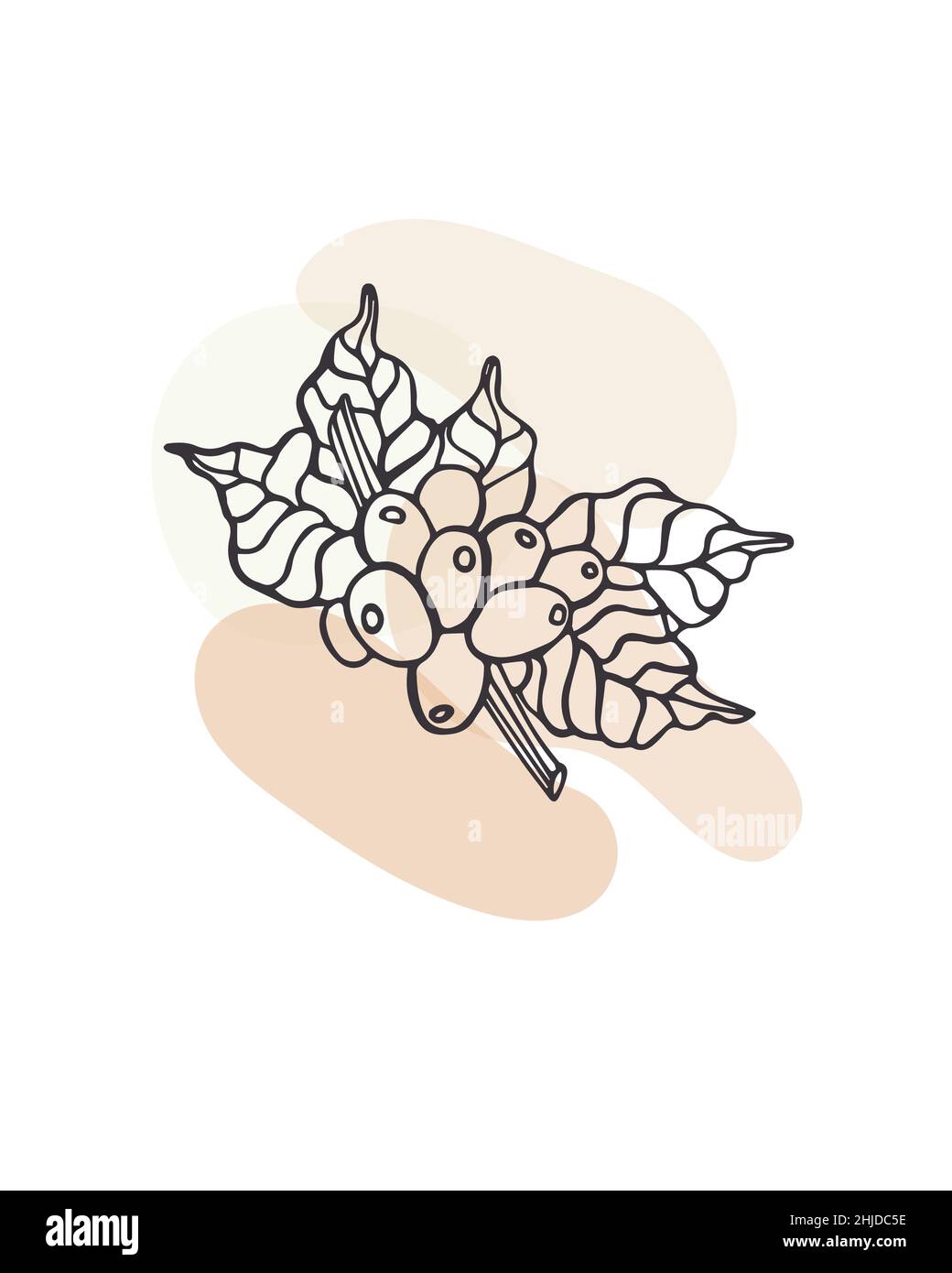 Illustrazione vettoriale disegnata a mano del ramo di caffè con fagioli. Adatto per poster, copertina e cartoncino, materiale di marketing, stampa. Colori raster e. Illustrazione Vettoriale
