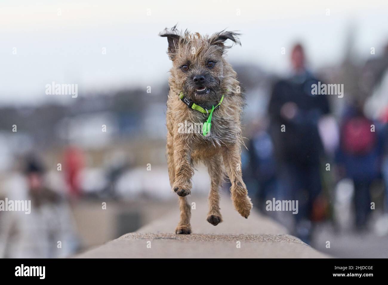 Border Terrier in esecuzione Foto Stock