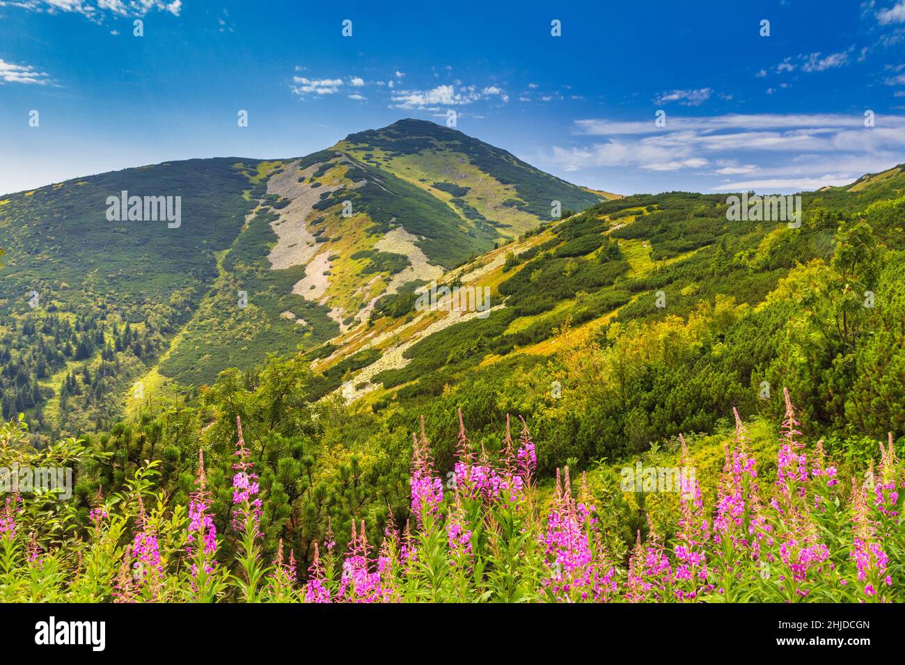 Velky Krivan, la montagna più alta del Fatra minore. Paesaggio montagnoso con fiori di alghe in primo piano nel parco nazionale di Mala Fatra, Foto Stock