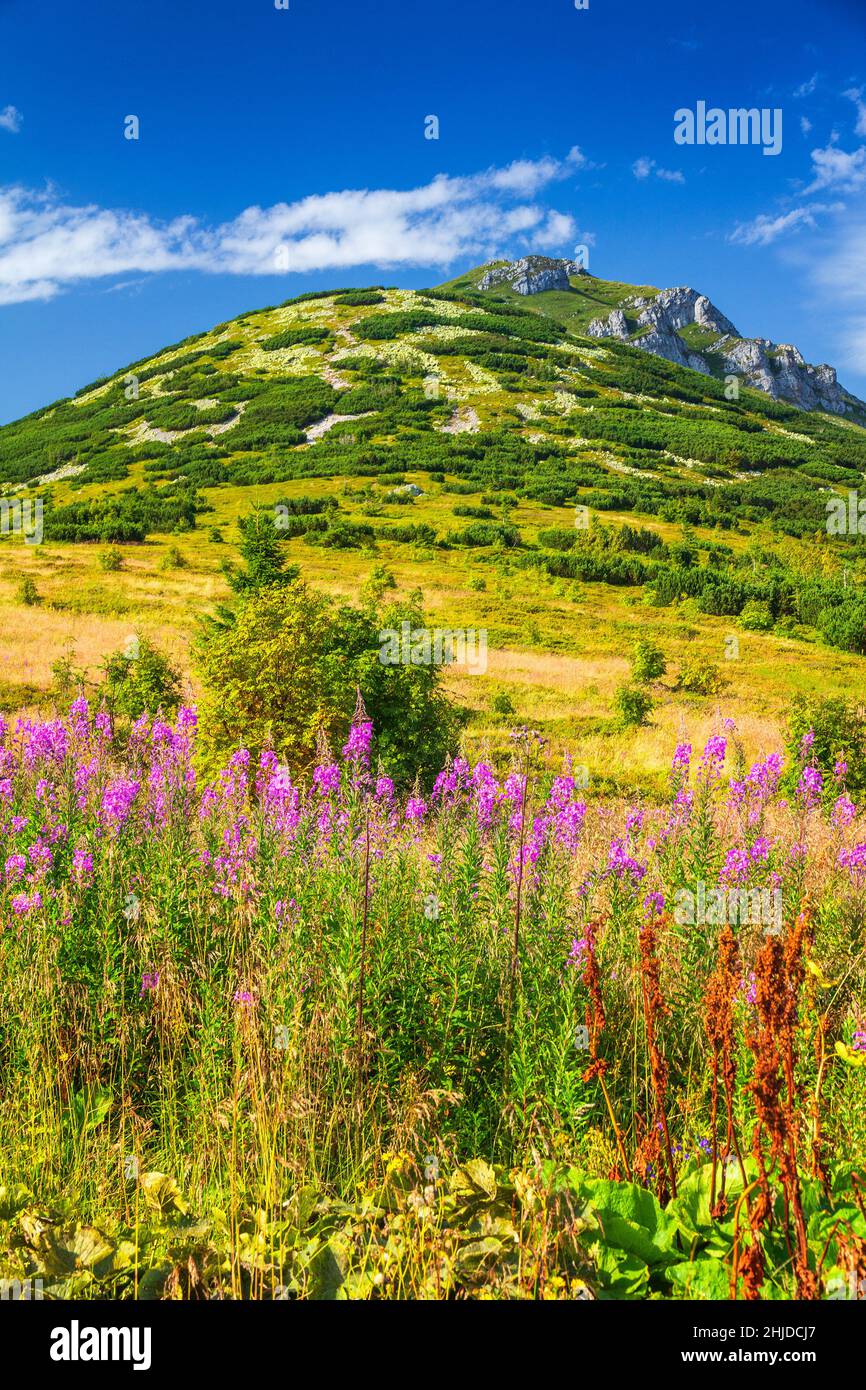 Il Chleb, collina nel Fatra minore. Paesaggio montagnoso con fiori di alghe in primo piano nel parco nazionale di Mala Fatra, Slovacchia, Europa. Foto Stock