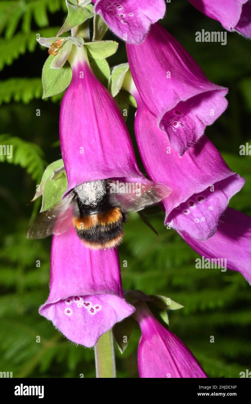 Un grande Bumblebee lasciando un Foxglove 'Digitalis purpurea testa di fiore con la sua parte posteriore coperta di polline, in un bosco nel nord del Somerset. Foto Stock