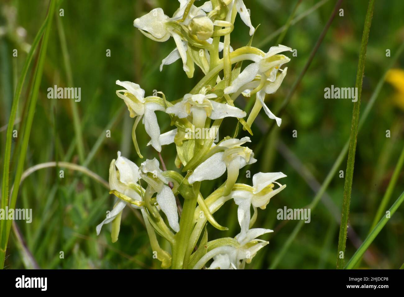 Greater Butterfly Orchid 'Platanthera chlorantha' cresce su terreno calcareo, primo piano; fiori da maggio a luglio, diffuso nel Regno Unito. Wiltshire Foto Stock