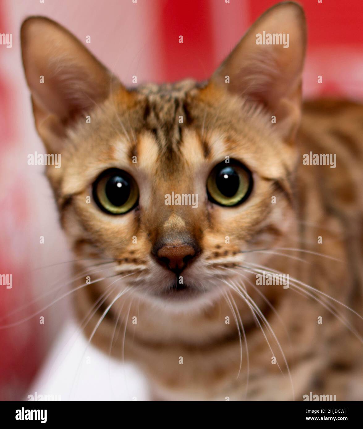 Ritratto di un gatto bengala color oro primo piano, gatti a tema, gattini e gatti in casa, animali domestici, le loro foto e la loro vita Foto Stock