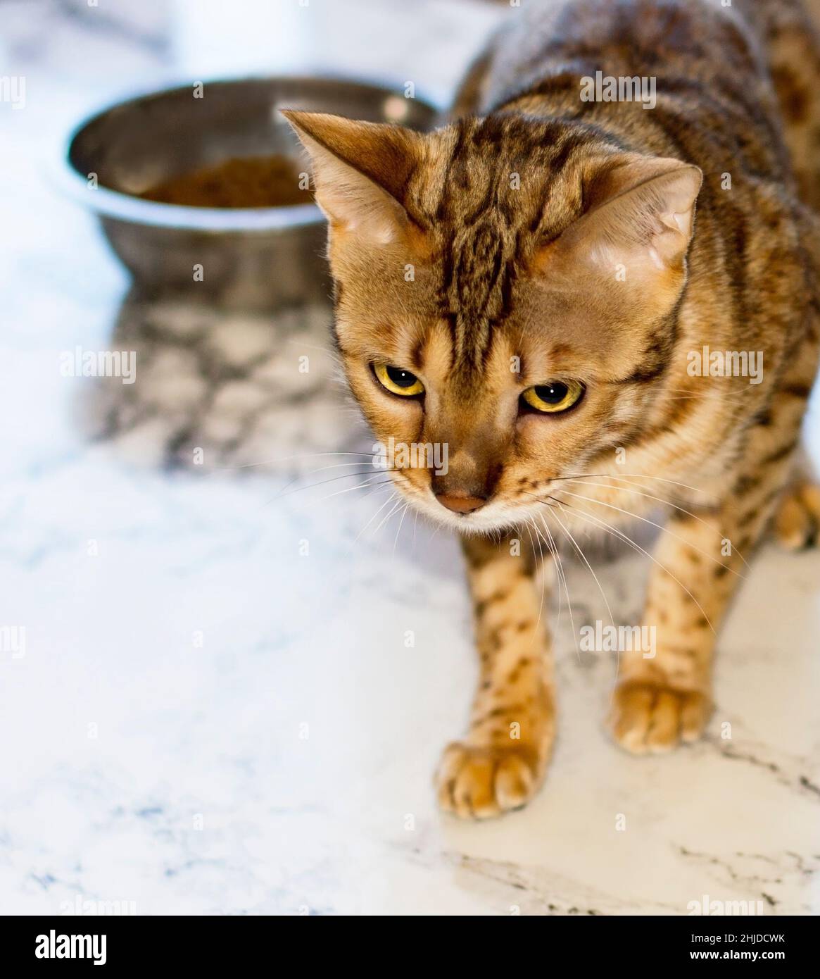 golden Bengala gatto alla ciotola di cibo, gatti a tema, gattini e gatti in casa, bella animali domestici le loro foto e la loro vita Foto Stock