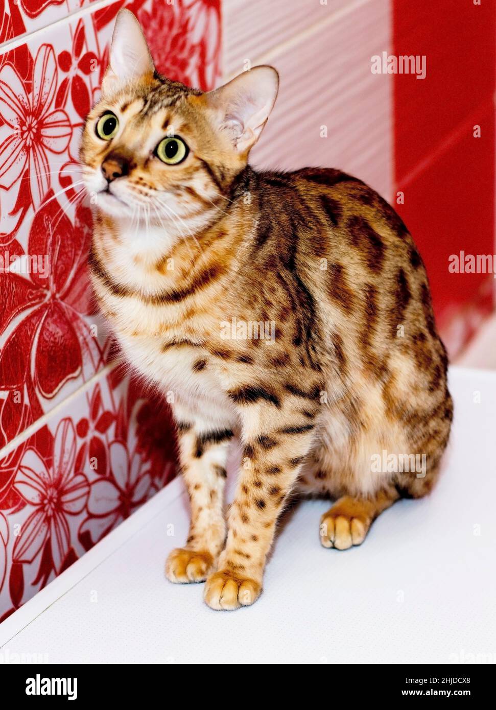 Luminoso gatto bengala colore rosetta dorato, gatti a tema, gattini e gatti in casa, animali belli le loro foto e la loro vita Foto Stock