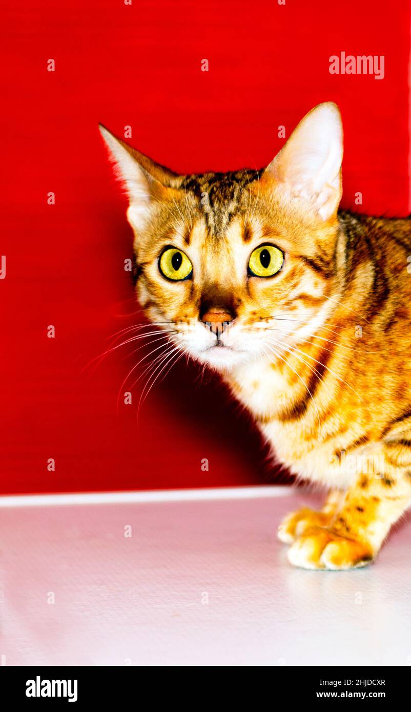 Ritratto di un gatto bengala dorato faccia, colore leopardo, gatti a tema, gattini e gatti in casa, bella animali domestici le loro foto e la loro vita Foto Stock