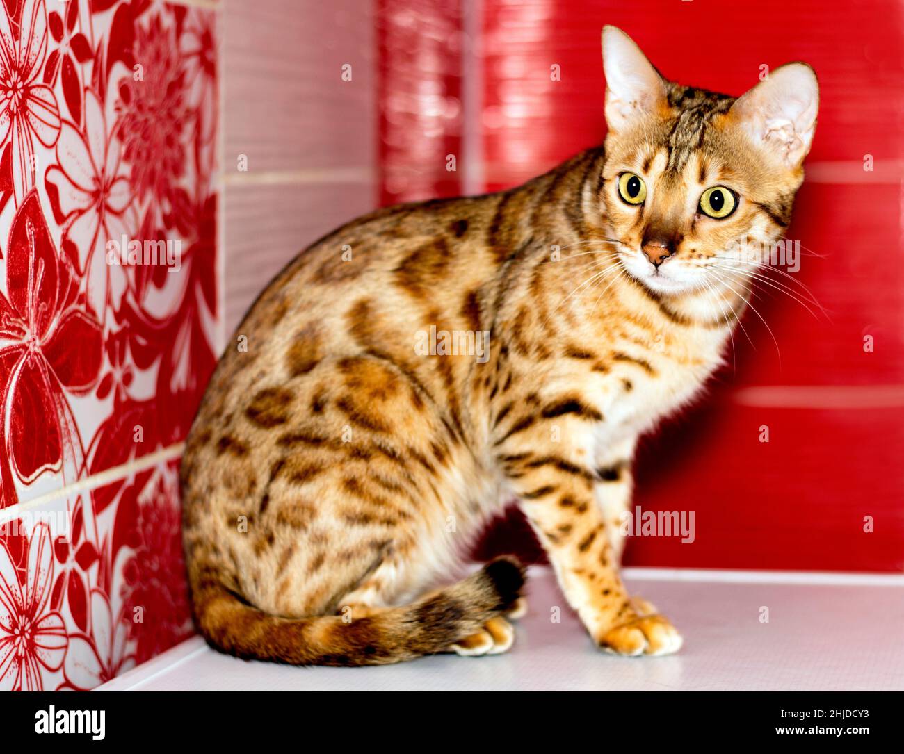 golden bengala gatto seduto, colore leopardo, gatti a tema, gattini e gatti in casa, bella animali domestici le loro foto e la loro vita Foto Stock