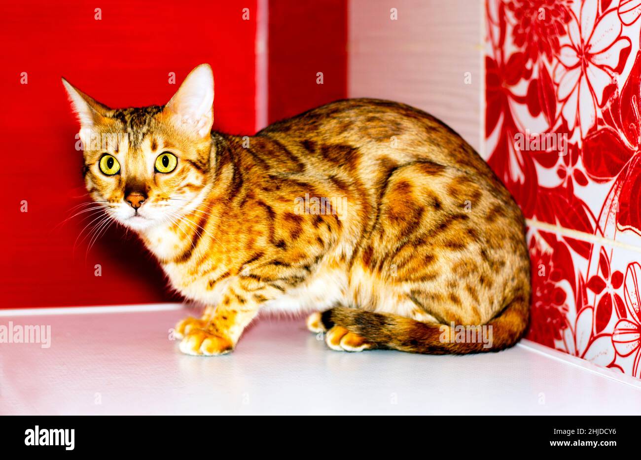 leopard Bengala gatto primo piano su uno sfondo rosso, colore leopardo, gatti a tema, gattini e gatti in casa, bella animali domestici le loro foto e la loro vita Foto Stock