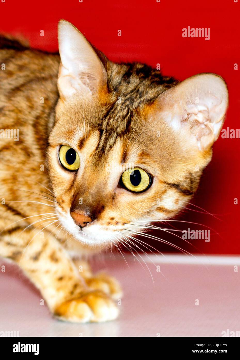 ritratto di fronte gatto bengala leopardo dorato, colore leopardo, gatti a tema, gattini e gatti in casa, animali belli le loro foto e la loro vita Foto Stock