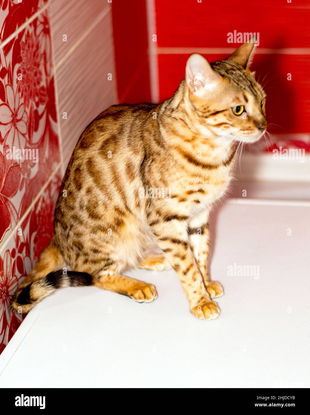 Sedendo gatto bengala in oro di colore su sfondo rosso, colore leopardo, gatti a tema, gattini e gatti in casa, bella animali domestici le loro foto e loro Foto Stock