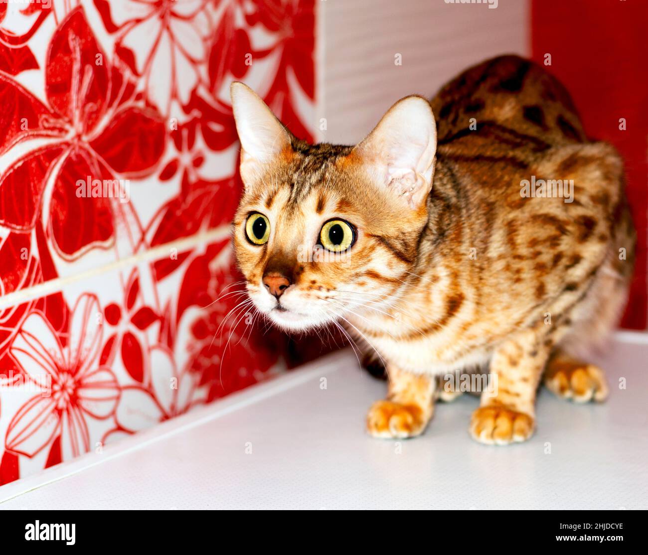 Guardando gatto Bengala su sfondo rosso in bagno, colore leopardo, gatti a tema, gattini e gatti in casa, bella animali domestici le loro foto e thei Foto Stock