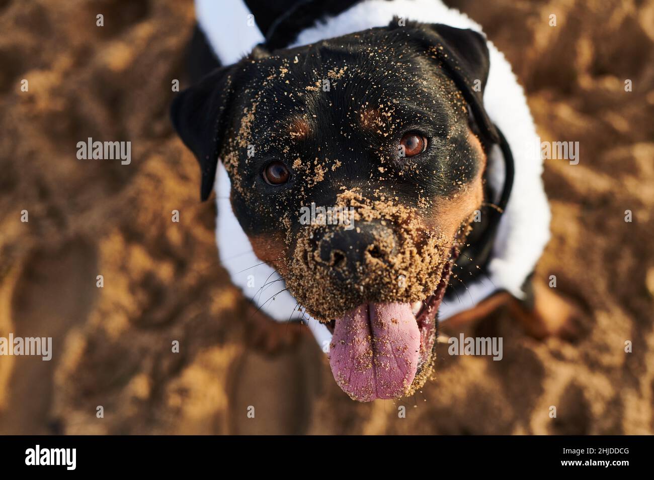 Rottweiler con un volto sabbioso Foto Stock