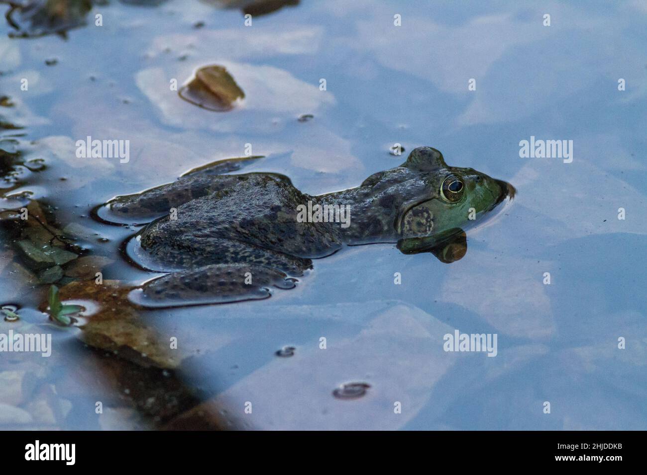 Bullfrog al crepuscolo. Foto Stock