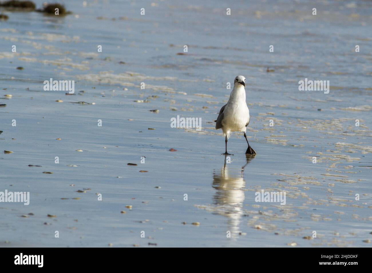 Gull a piedi su una spiaggia della Florida. Foto Stock
