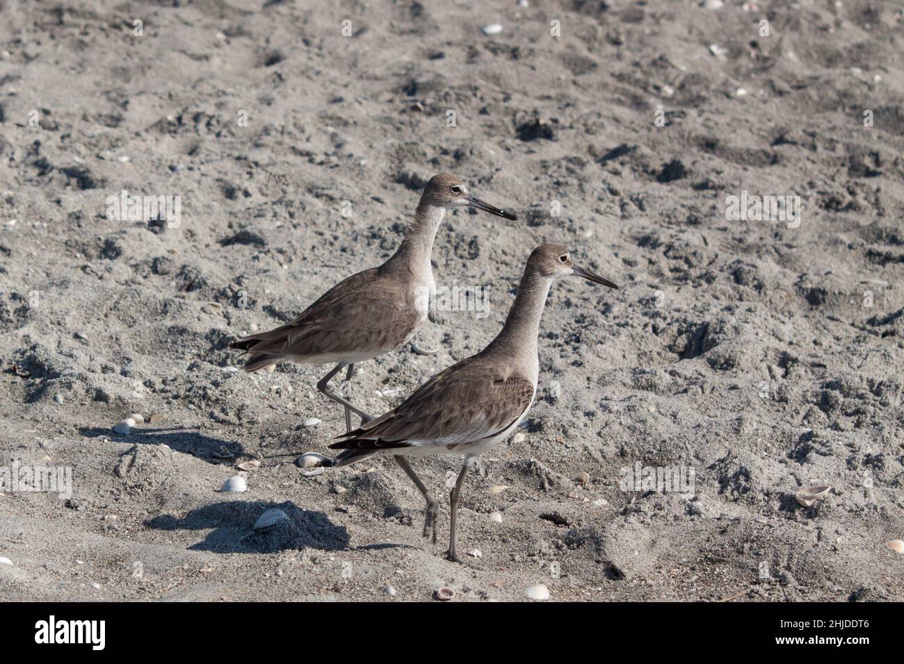 Coppia di willets. Foto Stock