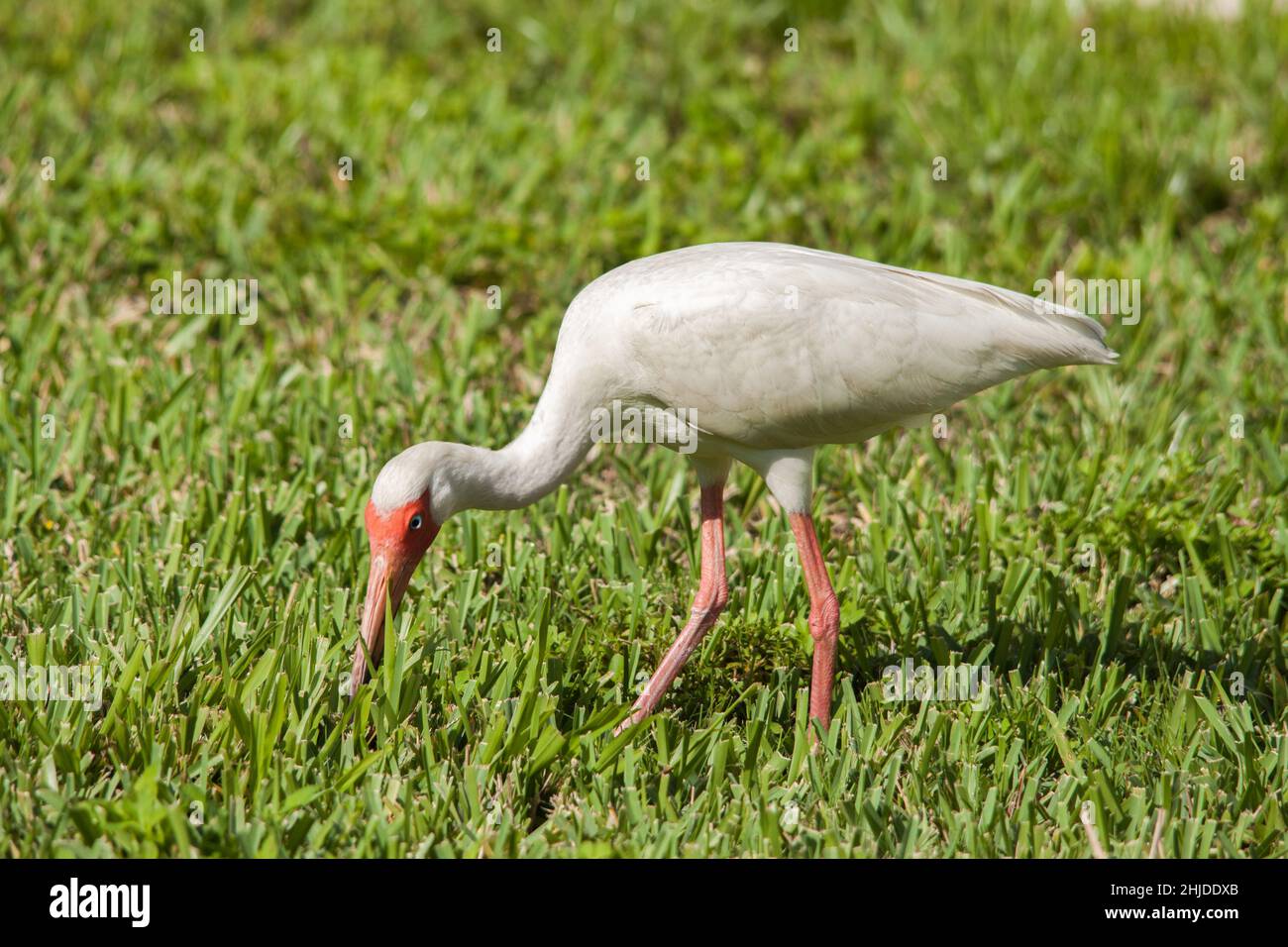Bianco Ibis Foto Stock