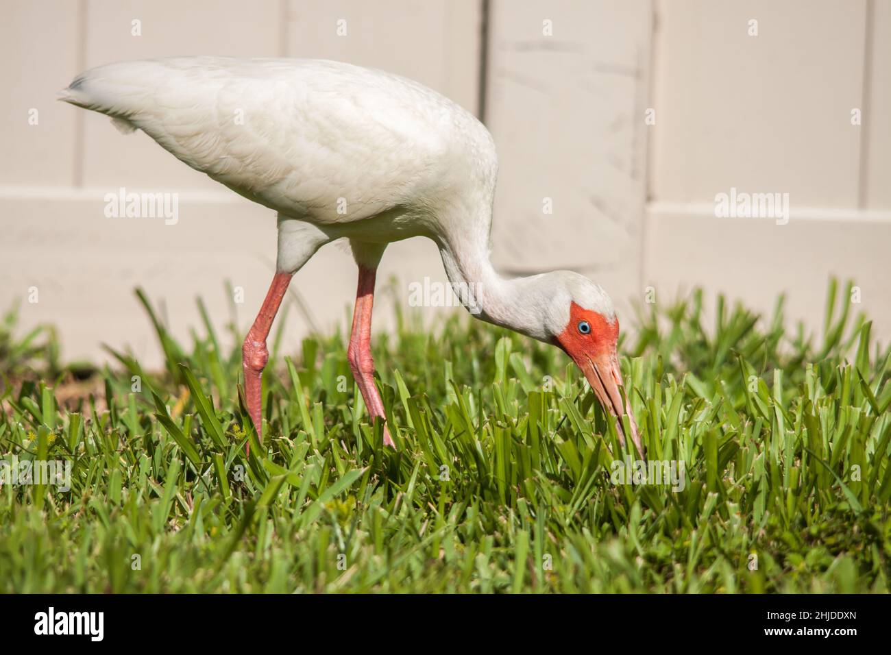 White Ibis foraging nel cortile. Foto Stock