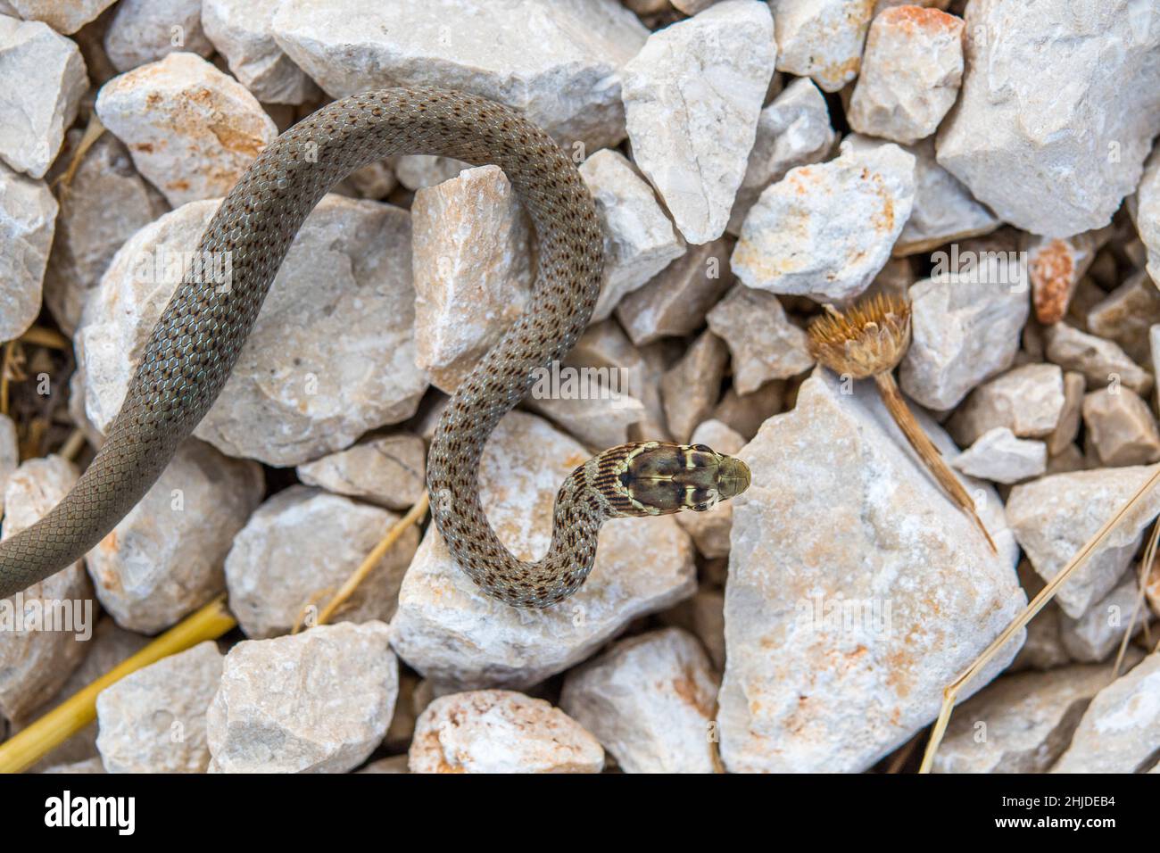 Serpente balcanico a frusta (Hierophis gemonensis, precedentemente noto come Coluber gemonensis), giovane. Foto Stock