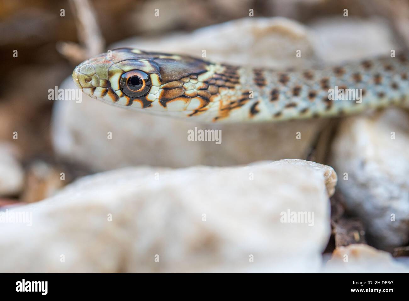 Serpente balcanico a frusta (Hierophis gemonensis, precedentemente noto come Coluber gemonensis), giovane. Foto Stock