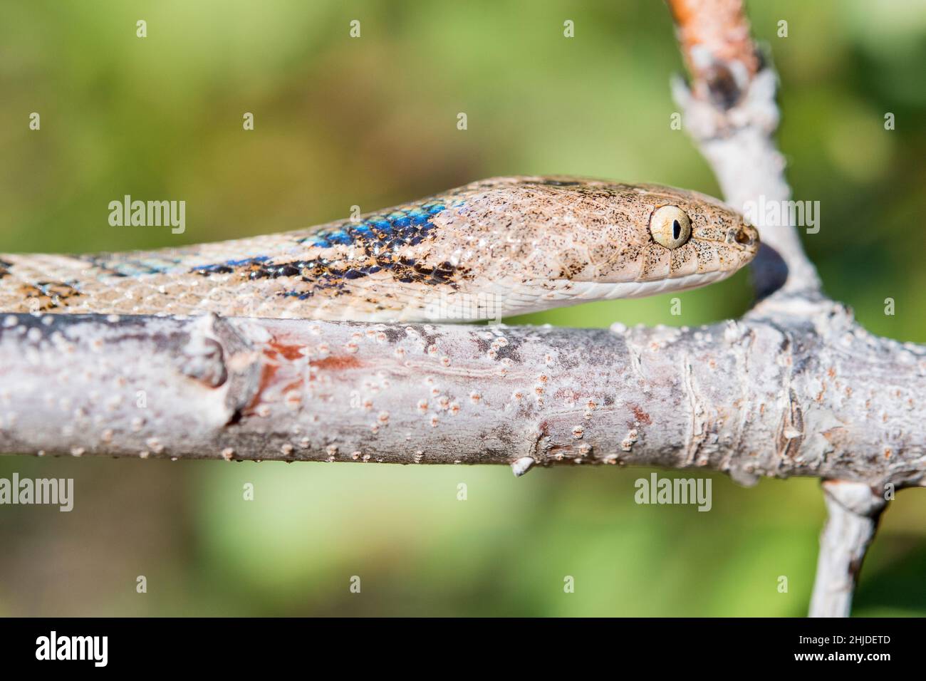 Serpente gatto europeo (Telescopus fallax). Foto Stock