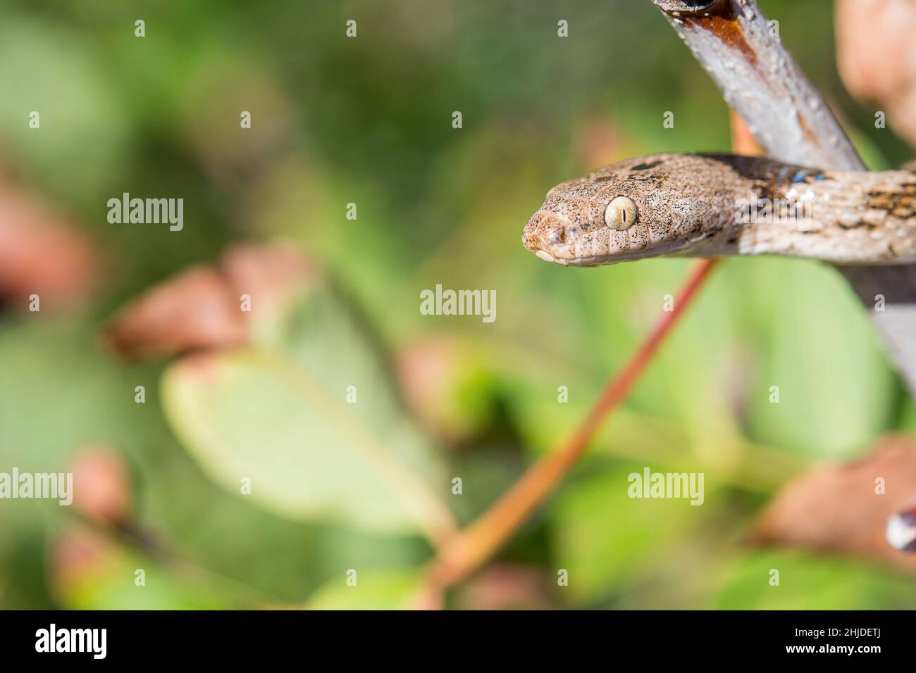 Serpente gatto europeo (Telescopus fallax). Foto Stock