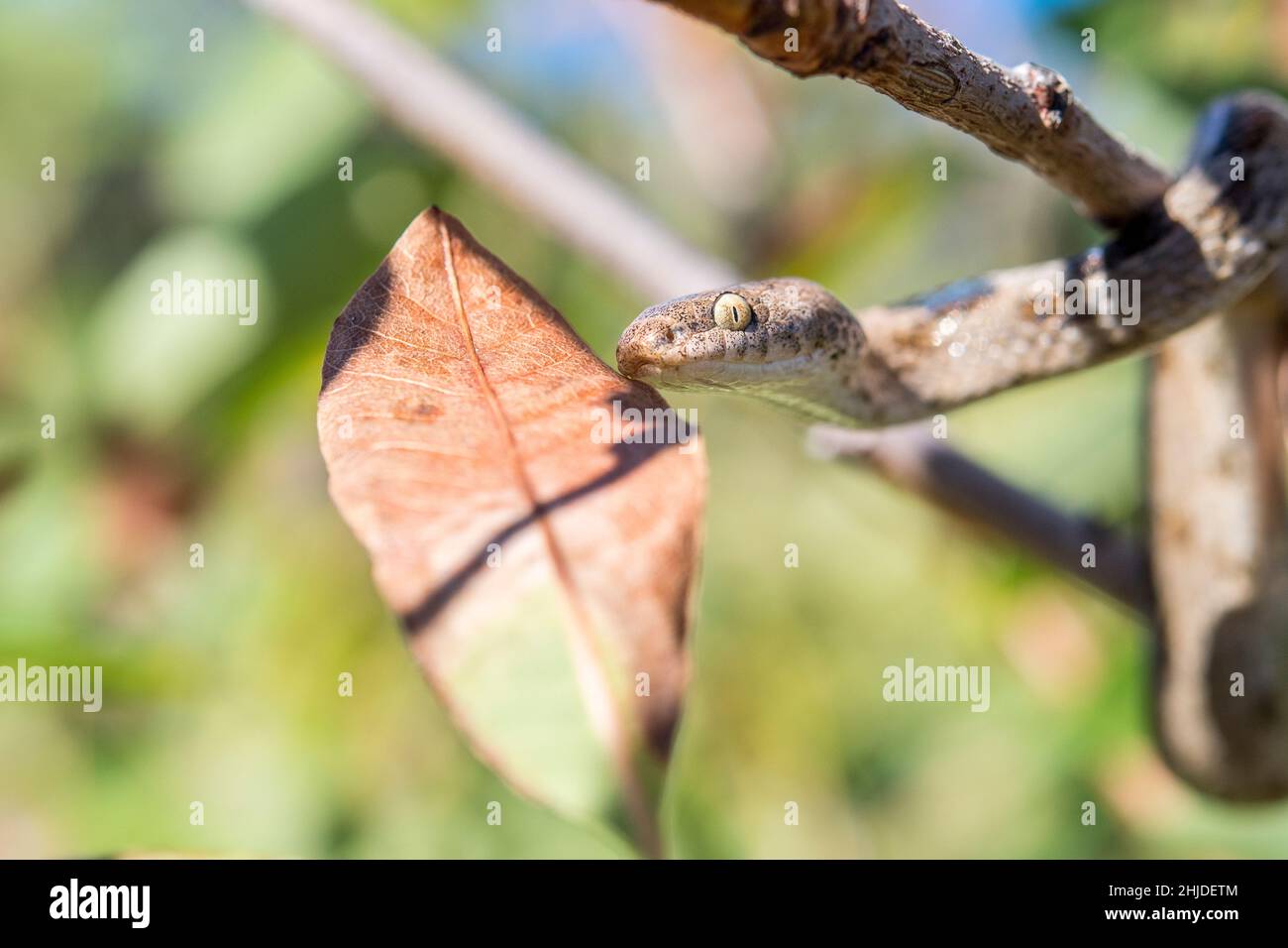 Serpente gatto europeo (Telescopus fallax). Foto Stock