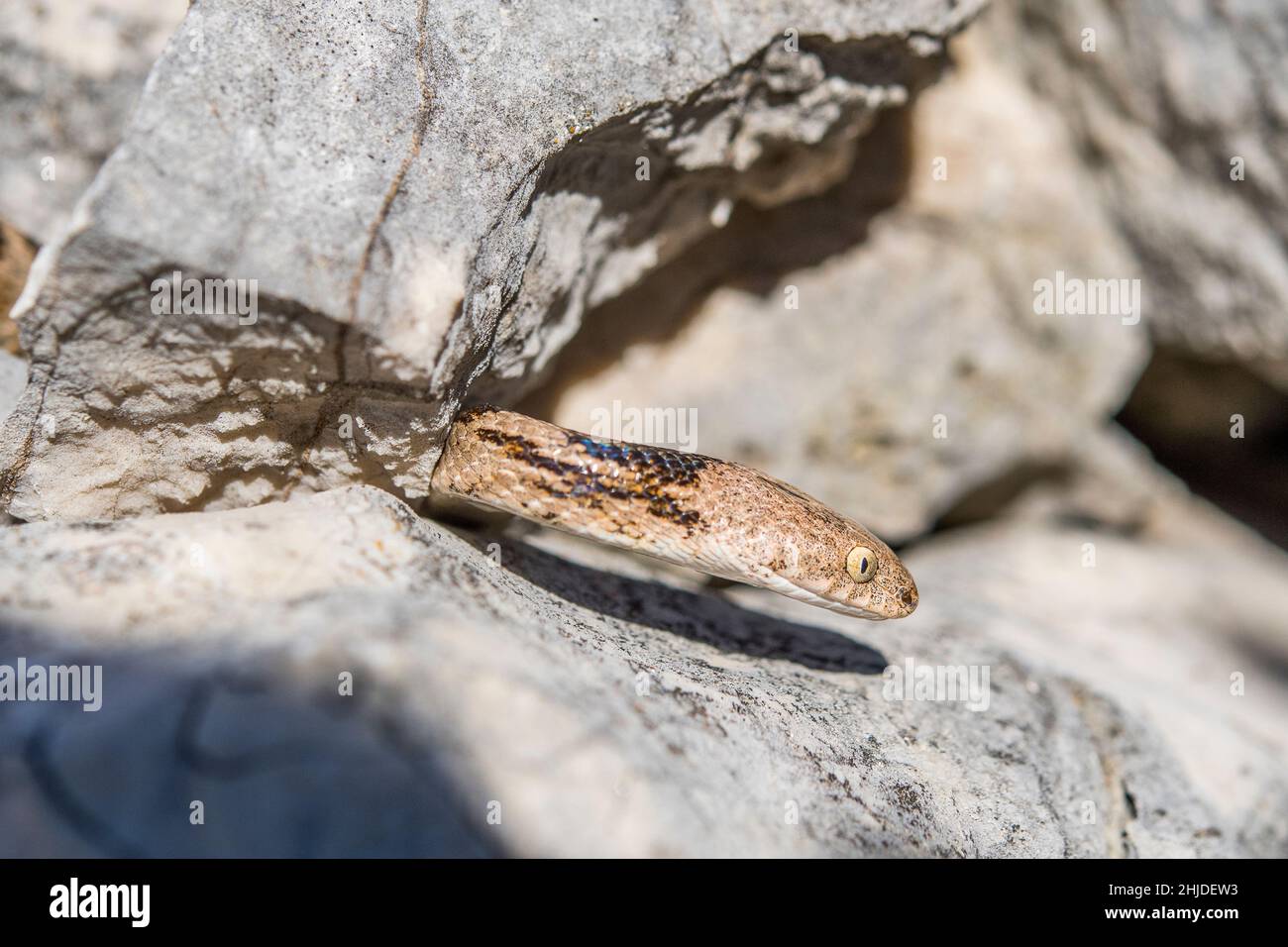 Serpente gatto europeo (Telescopus fallax). Foto Stock