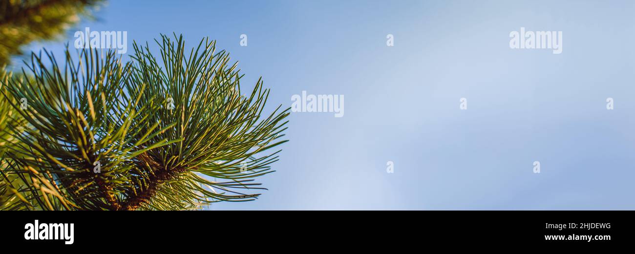 Pino contro bandiera blu cielo Foto Stock