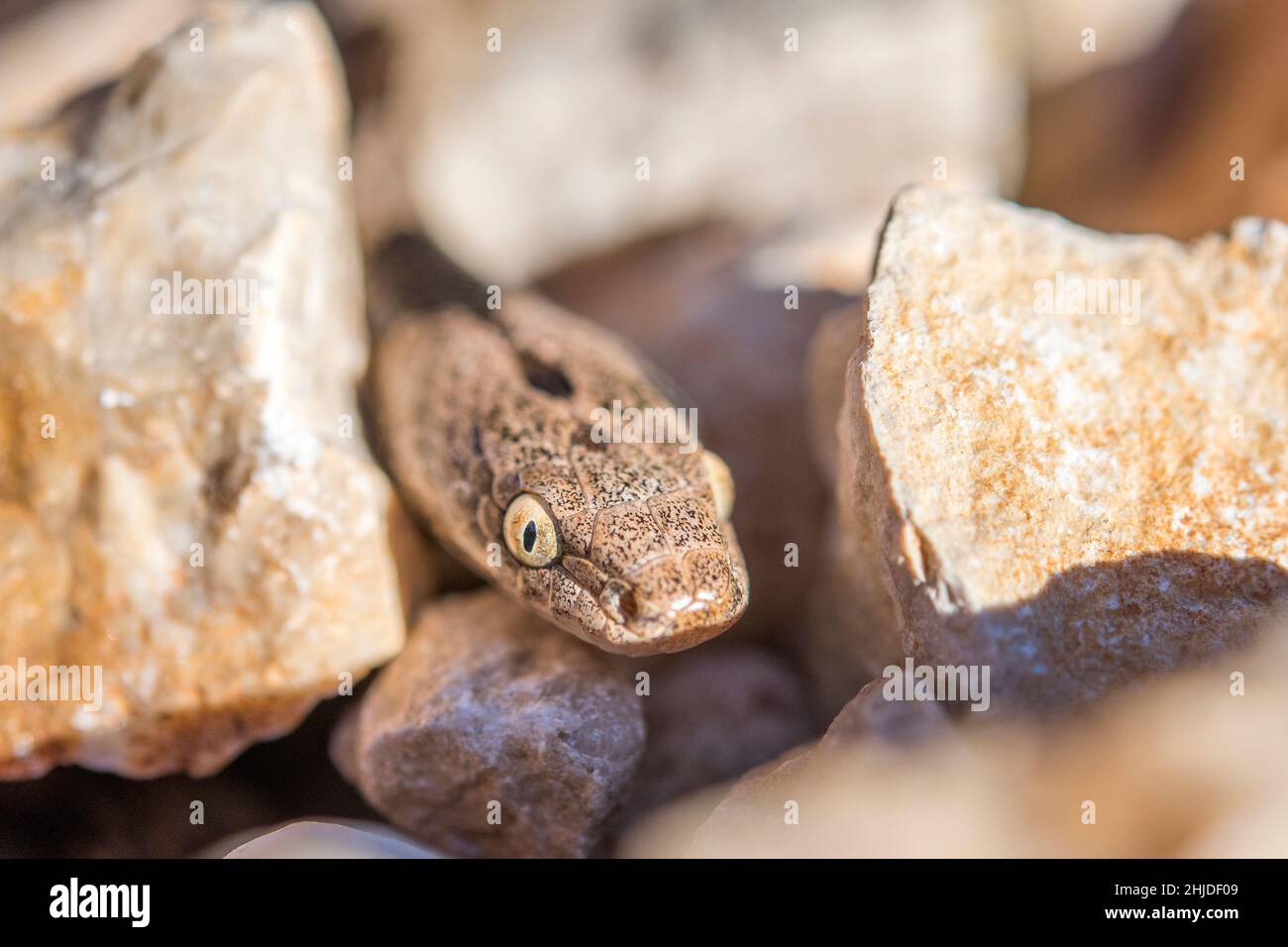 Serpente gatto europeo (Telescopus fallax). Foto Stock