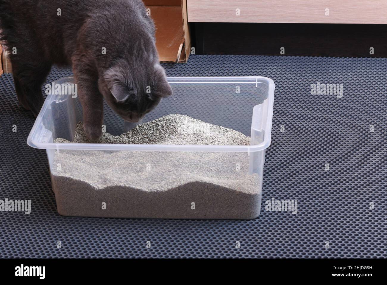 Gattino grigio siede in un vassoio WC con un cucciolo di gatto. Foto Stock