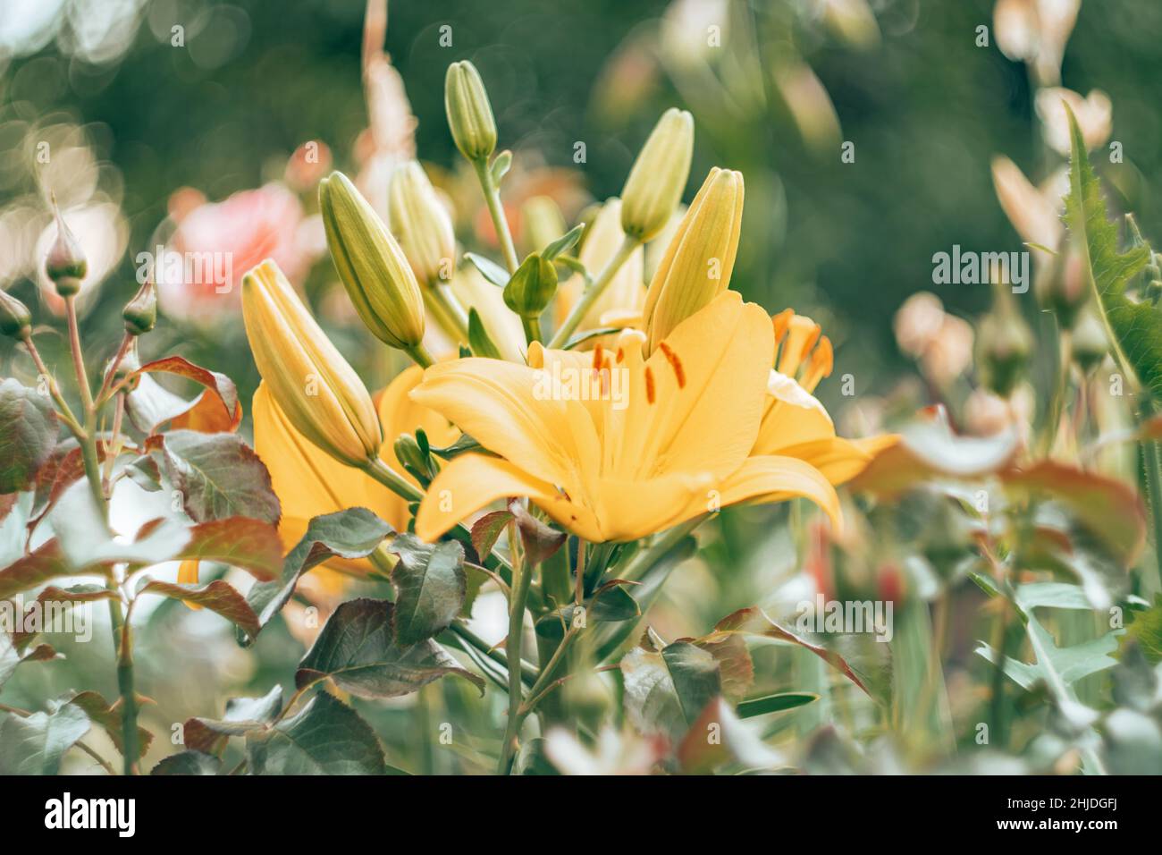 Primo piano immagine di fiore di giglio bianco e giallo con grandi petali aperti e timens e germogli OT-ibrido. Giorno mattina chiaro sfocato verde pianta liscia lasciare Foto Stock