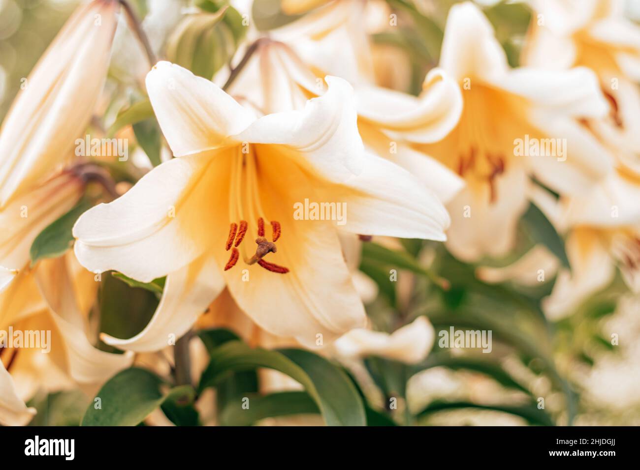 Primo piano immagine di fiore di giglio OT-ibrido Giardino Affair con grande flowerpot aperto e timens in campo natura fiore su sfondo sfocato liscio. Giorno li Foto Stock