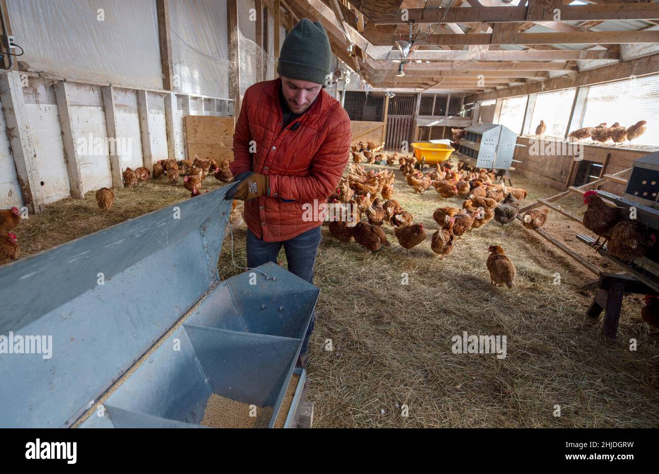 Shavertown, Stati Uniti. 27th Jan 2022. Un coltivatore Joe o'Brien controlla sul bidone di alimentazione di gravità nel fienile di pollo, durante la temperatura decremento.con temperature che cadono giù e sotto, i lavori degli agricoltori diventa più difficile. Mantenere gli animali caldi e sani ha la priorità. Credit: SOPA Images Limited/Alamy Live News Foto Stock