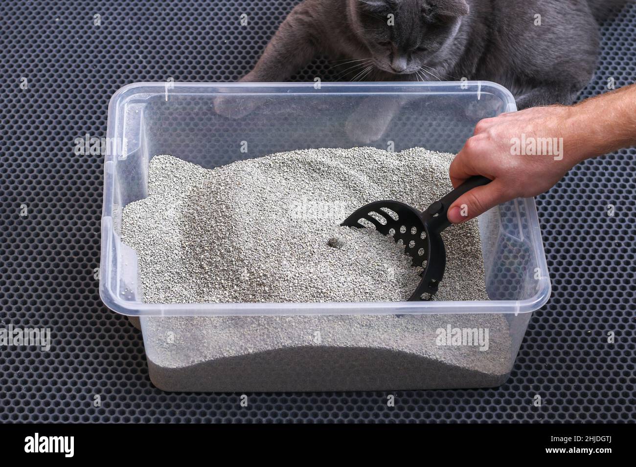 L'uomo pulisce la lettiera. La mano tiene una paletta con un grumo. Riempitivo per graffiature. Foto Stock