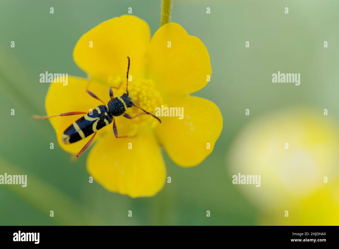 Longhorn Beetle Clytus arietis seduta su un fiore giallo Foto Stock