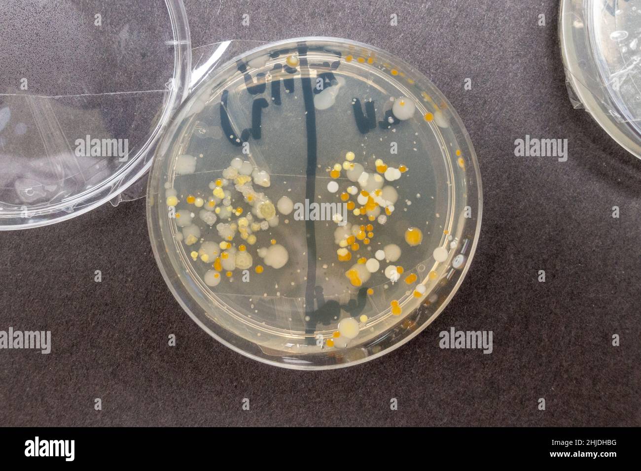 Piastre di agar piastre Petri piatti con batteri spore crescite dopo la  lezione di biologia della scuola secondaria del Regno Unito che indaga il  lavaggio delle mani Foto stock - Alamy