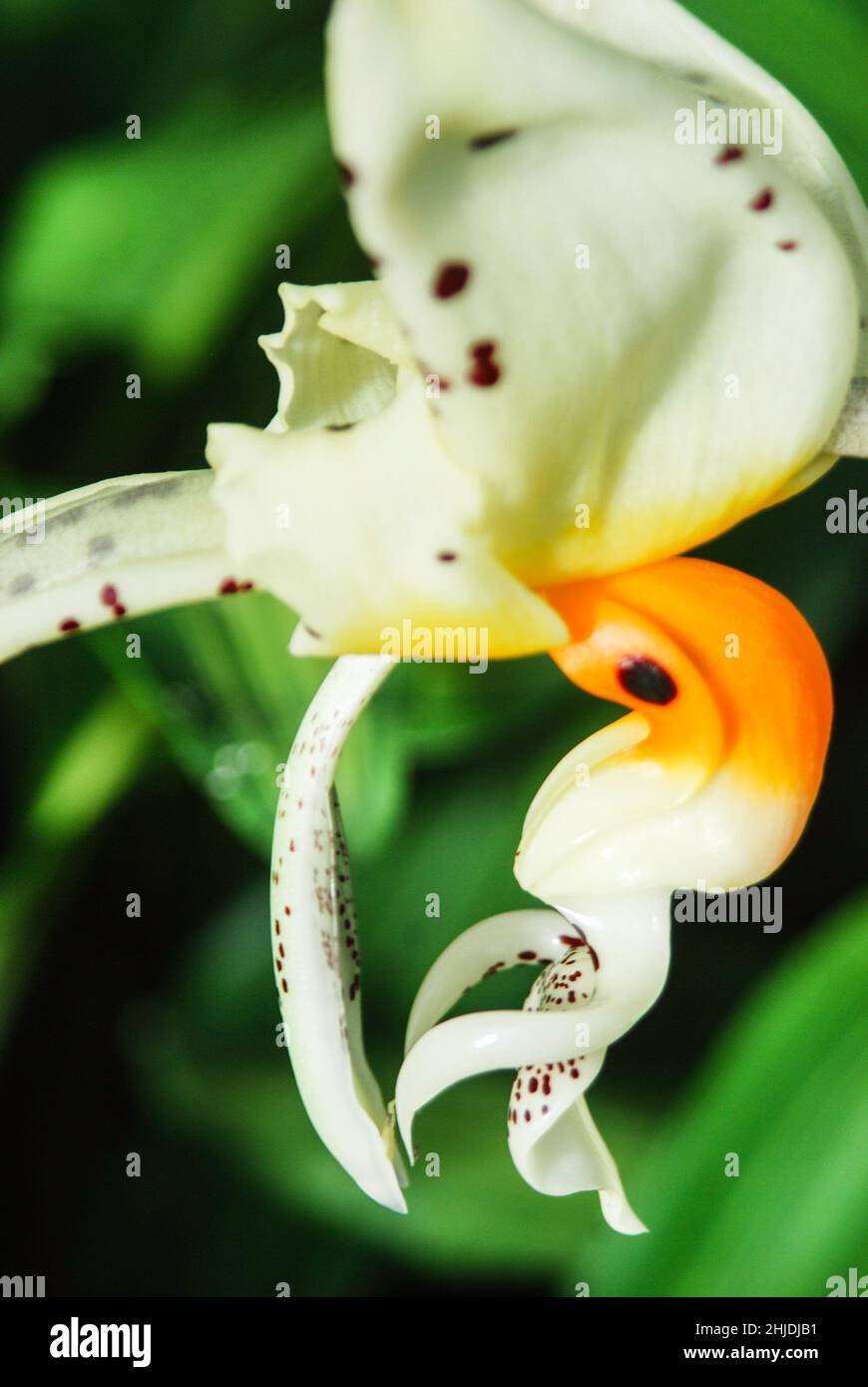 orchidee esotiche da vicino Foto Stock