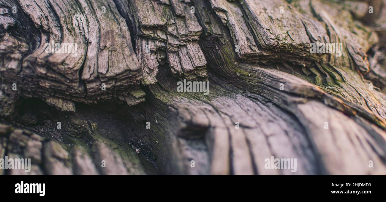 Vecchio tronco di albero con primo piano muschio trovato in un parco Foto Stock