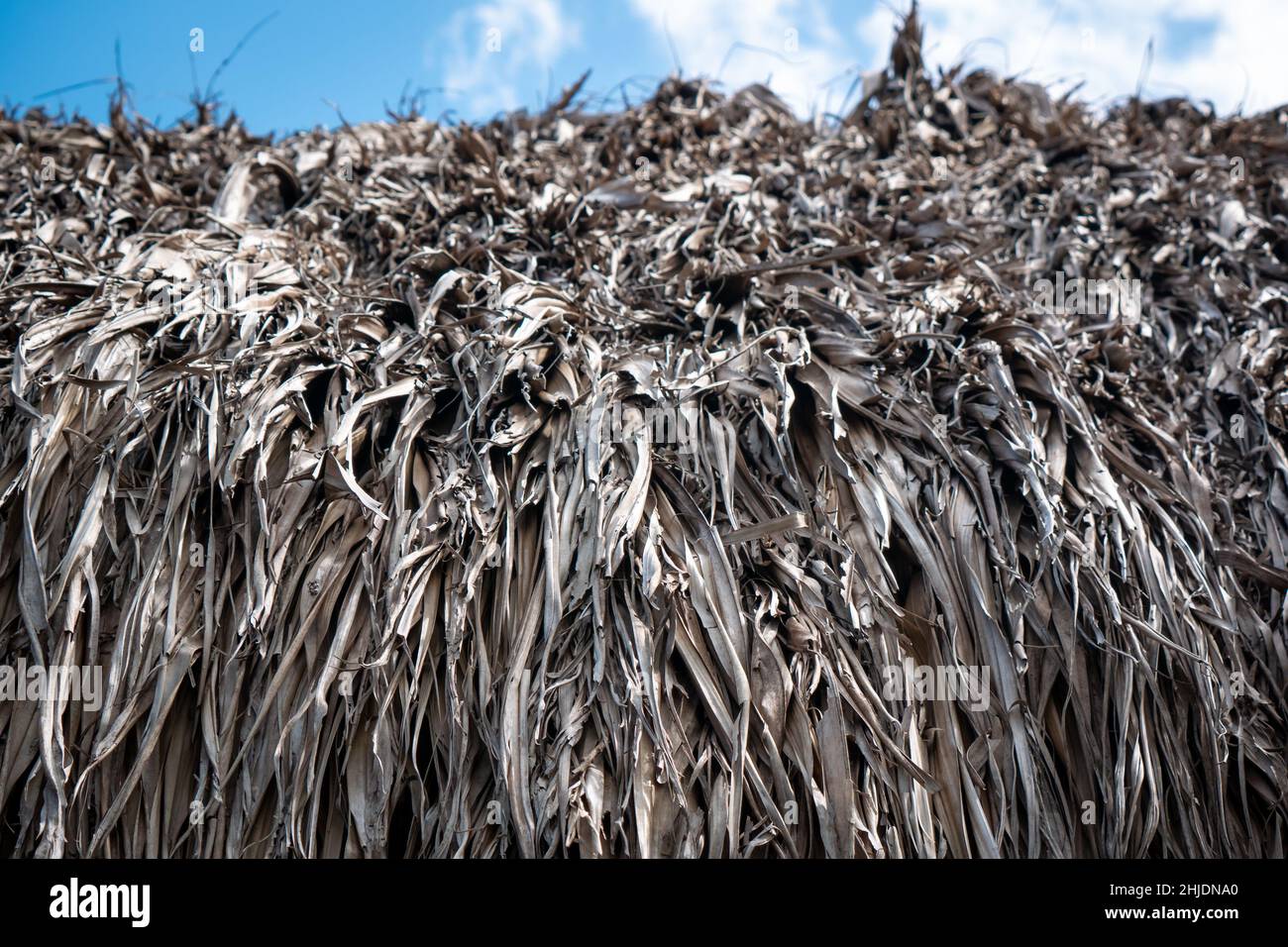 Foglie di Banana essiccate sui tetti di alcune Case di Palomino, Colombia Foto Stock