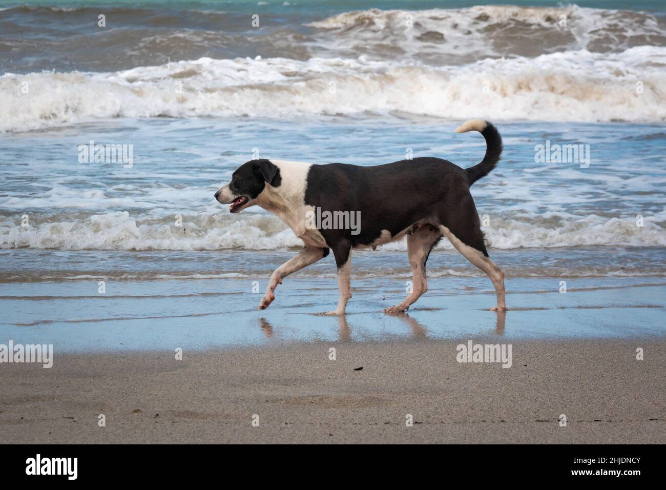 Black Mongrel Dog Walking nella sabbia di Palomino's Beach a la Guajira, Colombia Foto Stock