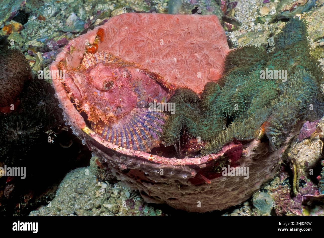 Uno scorpionfish brandiato, Scorpaenopsis barbatus, perches in cima a un vaso inesploso 'dynamite', ignaro della massiccia distruzione che si sarebbe verificata Foto Stock