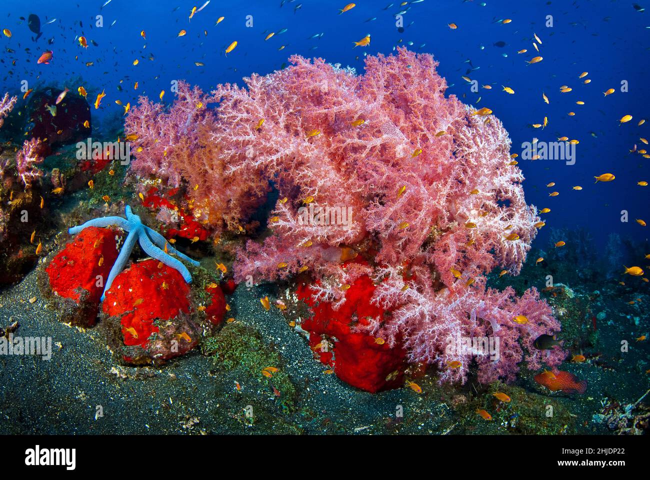 Il substrato vulcanico scuro enfatizza ulteriormente i colori brillanti di questi coralli rosa, Dendronepthya sp., spugna arrugginita rossa e Blue Sea Star Foto Stock