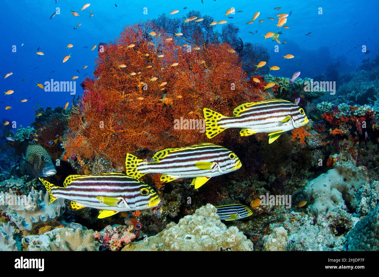 Un trio di Sweetlips orientali, Plectorhinchus vittatus, si librano vicino ad un corallo gorgoniano, circondato da pesci anthias. Vatu-i-ra, Bligh Water, Fiji, Pacifico Foto Stock