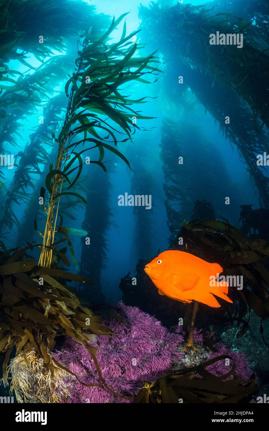 A Garibaldi, Hypsypops rubicundus, pattuglia tra i gambi del gigante Kelp a Santa Barbara Island, Isole del canale, California, Oceano Pacifico Foto Stock